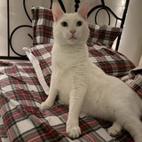Entry image for Ollie (aka Mister Pop)