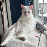 Entry image for Sandy (aka Miss Pop)