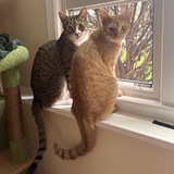 Entry image for Chester & Leonardo