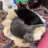 Entry image for Gandalf "Fuzzo" the Grey and Stevie "Fluffums" Nicks