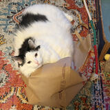 Entry image for Missy