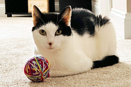 Entry image for Tucker. Clicking this image will show a larger photo