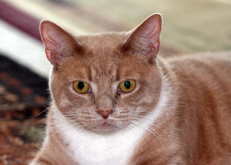 Entry image for Peanut. Clicking this image will show a larger photo