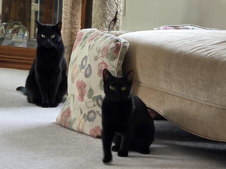 Entry image for Zuzu & Nani. Clicking this image will show a larger photo