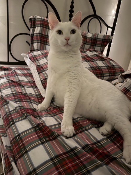 Entry image for Ollie (aka Mister Pop). Clicking this image will show a larger photo
