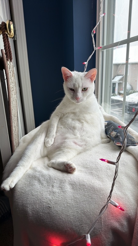 Entry image for Sandy (aka Miss Pop). Clicking this image will show a larger photo