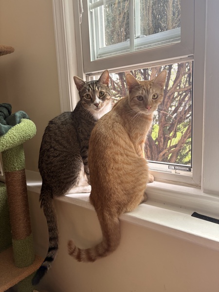 Entry image for Chester & Leonardo. Clicking this image will show a larger photo