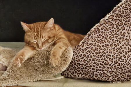 Entry image for Tiggy. Clicking this image will show a larger photo