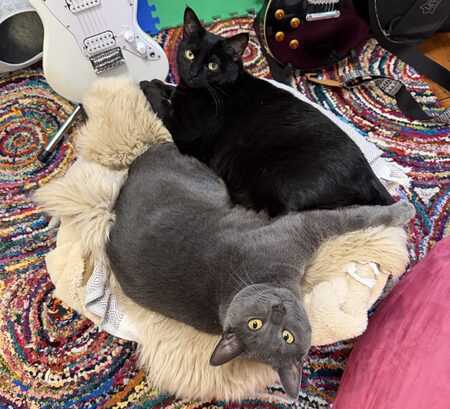 Entry image for Gandalf "Fuzzo" the Grey and Stevie "Fluffums" Nicks. Clicking this image will show a larger photo