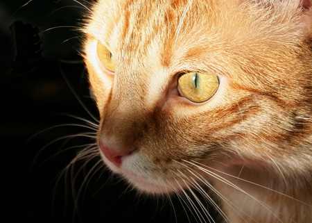 Entry image for Stanley. Clicking this image will show a larger photo