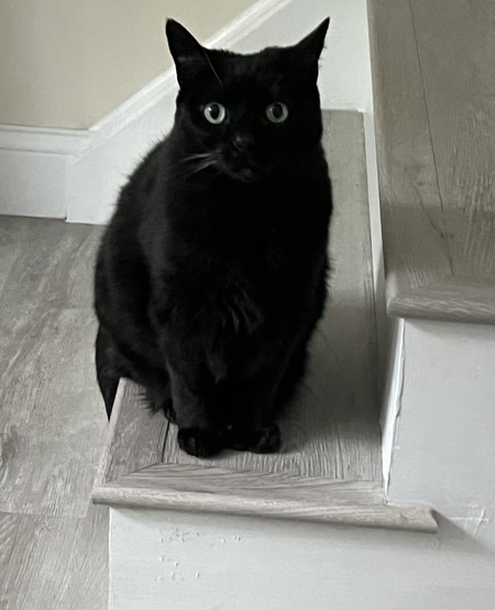 Entry image for Izzie. Clicking this image will show a larger photo