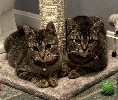 Entry image for Petunia & Poppy. Clicking this image will show a larger photo
