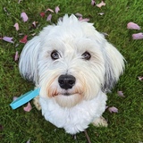 Entry image for Winston (Winnie)