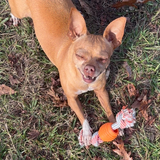 Entry image for Daisy 