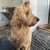 Entry image for Benny