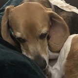Entry image for Louie