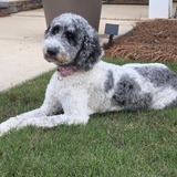 Entry image for Pepper