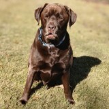 Entry image for Maggie