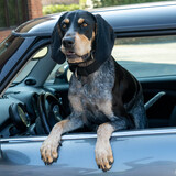 Entry image for Max