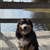 Entry image for Goose 