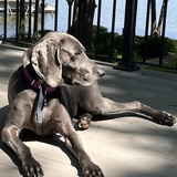 Entry image for Lula Girl