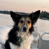 Entry image for Charlie 