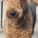 Entry image for Hank