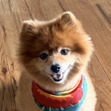 Entry image for Boo
