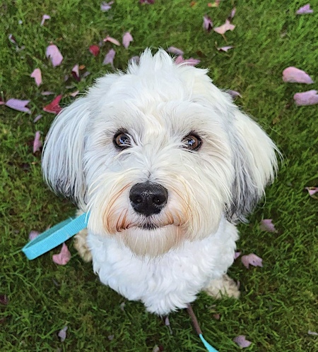 Entry image for Winston (Winnie). Clicking this image will show a larger photo
