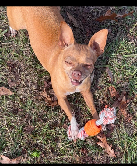 Entry image for Daisy . Clicking this image will show a larger photo