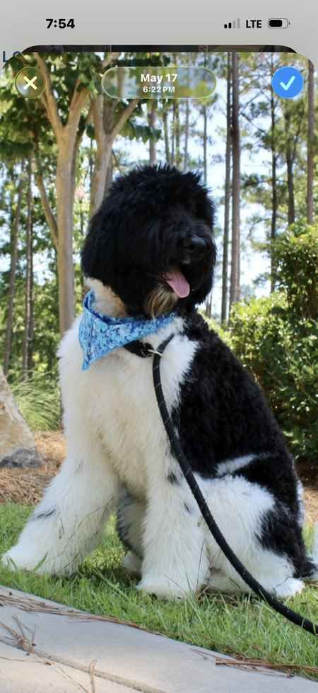 Entry image for Barron. Clicking this image will show a larger photo
