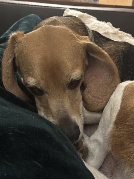 Entry image for Louie. Clicking this image will show a larger photo