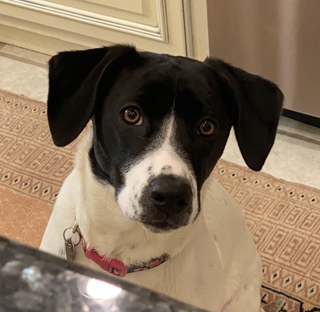 Entry image for Coco. Clicking this image will show a larger photo