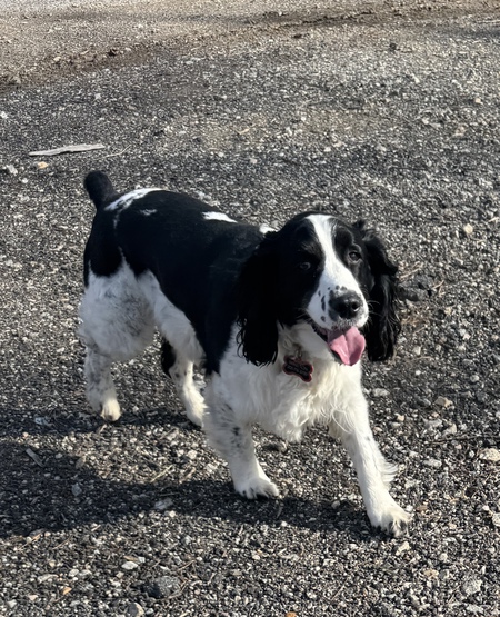 Entry image for Winston. Clicking this image will show a larger photo