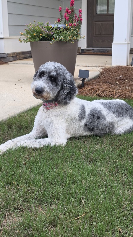 Entry image for Pepper. Clicking this image will show a larger photo
