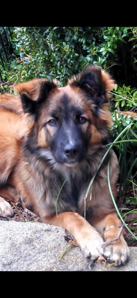 Entry image for Roosie. Clicking this image will show a larger photo