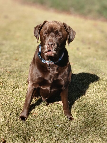 Entry image for Maggie. Clicking this image will show a larger photo