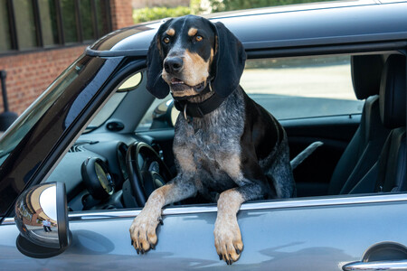 Entry image for Max. Clicking this image will show a larger photo