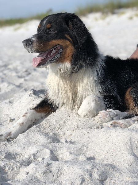 Entry image for Maverick. Clicking this image will show a larger photo