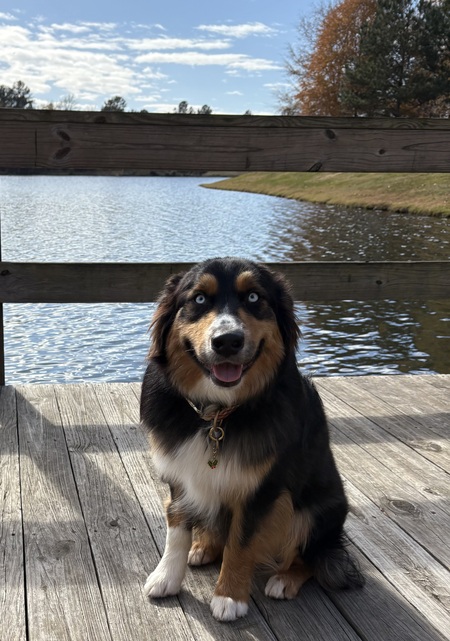 Entry image for Goose . Clicking this image will show a larger photo