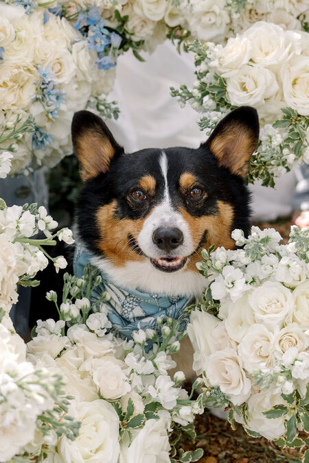 Entry image for George. Clicking this image will show a larger photo