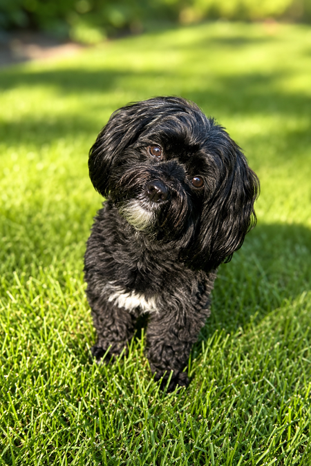 Entry image for Penny. Clicking this image will show a larger photo