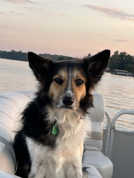 Entry image for Charlie . Clicking this image will show a larger photo