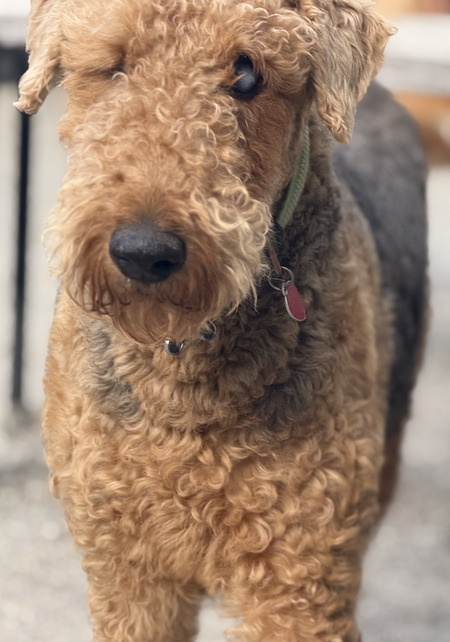 Entry image for Hank. Clicking this image will show a larger photo
