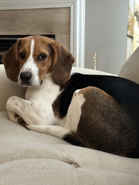 Entry image for Phineas. Clicking this image will show a larger photo