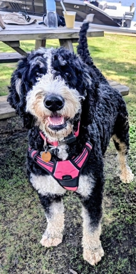 Entry image for Freya. Clicking this image will show a larger photo