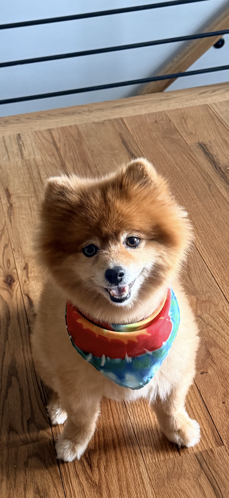 Entry image for Boo. Clicking this image will show a larger photo