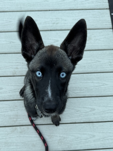 Entry image for Blue. Clicking this image will show a larger photo