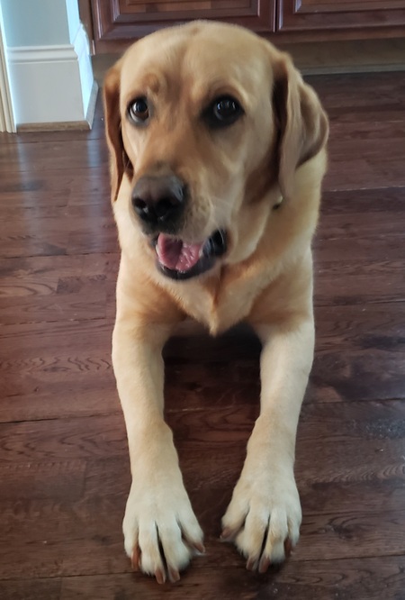 Entry image for Lucy. Clicking this image will show a larger photo