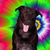 Entry image for Joey